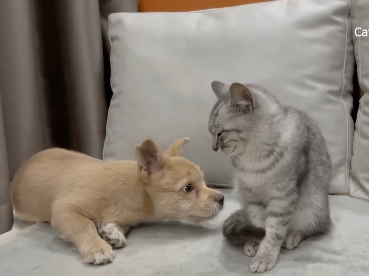 孤独な子犬が優しい子猫と“家族”になる……!