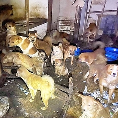 犬66匹を虐待していたとみられる容疑者 糞尿や体毛が50cmも積もった家 ライブドアニュース 犬66匹を虐待していたとみられる容疑者 糞尿や体毛が50cmも積もった家 ライブドアニュース