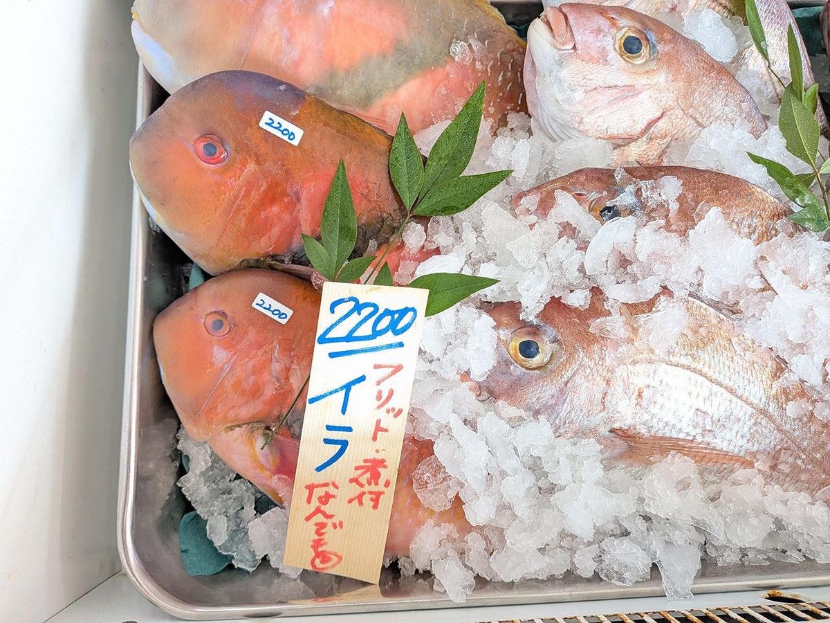 名前も見た目も無骨な魚、イラ。でも、その白身は生でも加熱しても一級品です。