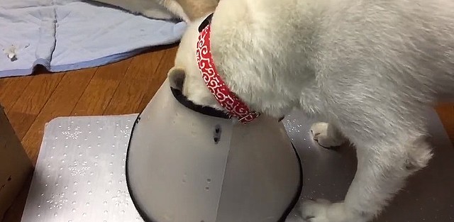 その手があったか 愛犬に エリザベスカラー を簡単に付けられる動画がネット上で大反響 ライブドアニュース