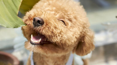 犬が人に向かって笑いかけてくることはあるのか ライブドアニュース