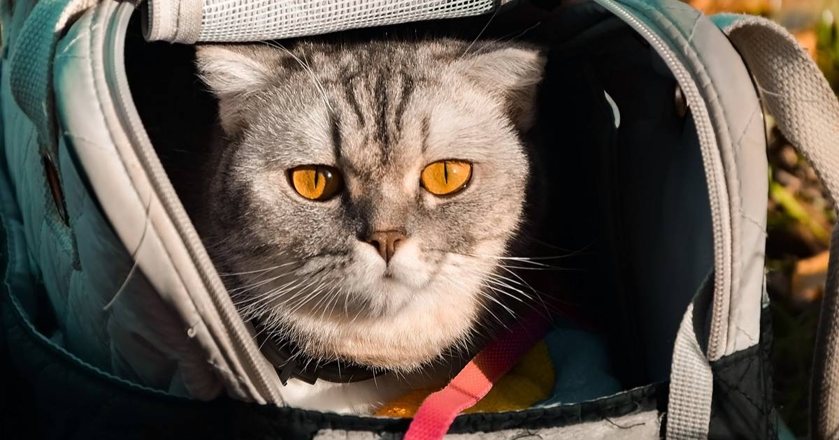 虐待では？猫同伴イベントに抗議殺到 本来の「猫の日」意味噛みしめたい