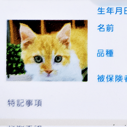 ��ǭ������ݸ��ڡ�4ǯ����Ѳ���゙����ˤʤä���䤷����ʲ����󶡡���७��Τ�䤷����