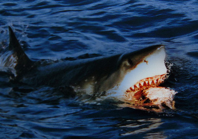 複数のサメが人間を襲ったか ジョーズの元ネタを解説 ライブドアニュース