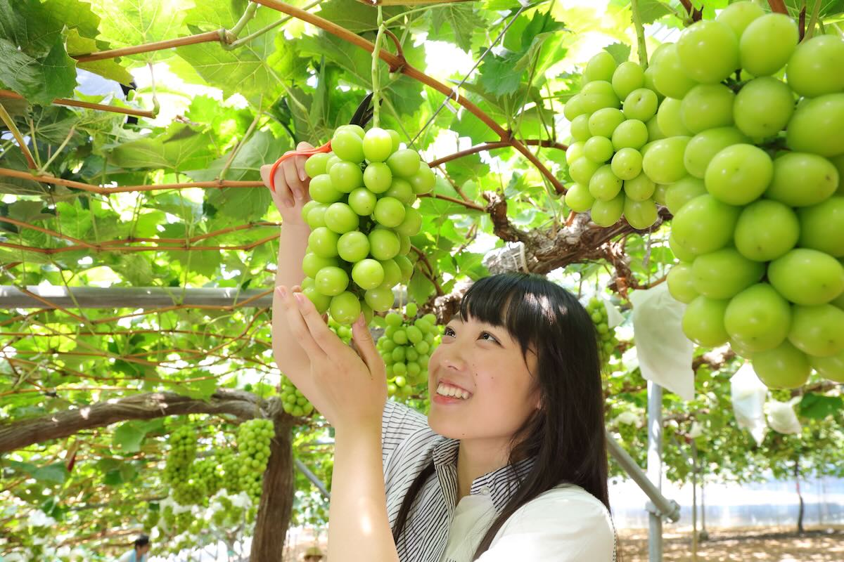 くだもの王国岡山で良質なフルーツを