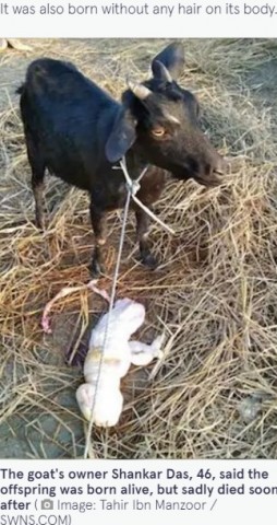 �����塢�֤�ʤ����Ǥ��ޤä��ҥ䥮�ʲ����ϡ�The Mirror��2021ǯ12��28���ա�Farmer��s goat ��gives birth to deformed, hairless kid with face of human baby�ǡס�Image: Tahir Ibn Manzoor / SWNS.COM�ˡ٤Υ����꡼�󥷥�åȡ�