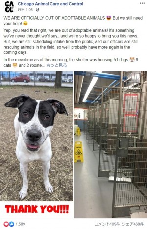 空になったシェルターに動物保護施設「こんな日が来るとは!」(画像は『Chicago Animal Care and Control 2020年4月7日付Facebook「WE ARE OFFICIALLY OUT OF ADOPTABLE ANIMALS」』のスクリーンショット)