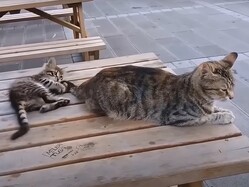 �ڤ������� �����ɡ�
