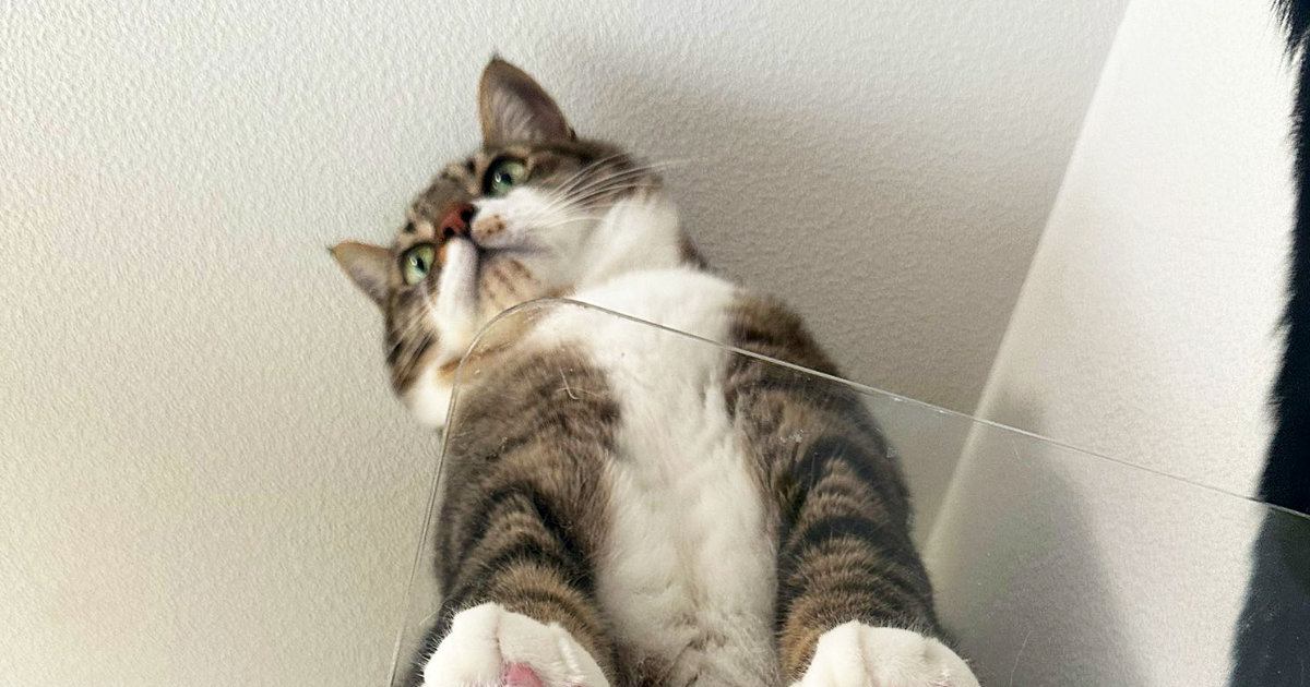 キャットステップに乗った猫 下から見上げて「肉球」が丸見えと話題に