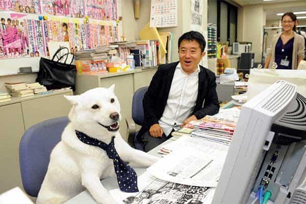 わさお まさお君や アイフル のチワワ 名演見せた 伝説のタレント犬 のその後と 注目の新星たち ライブドアニュース