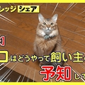 意外と知らないネコの能力、飼い主の帰...