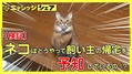意外と知らないネコの能力、飼い主の帰...