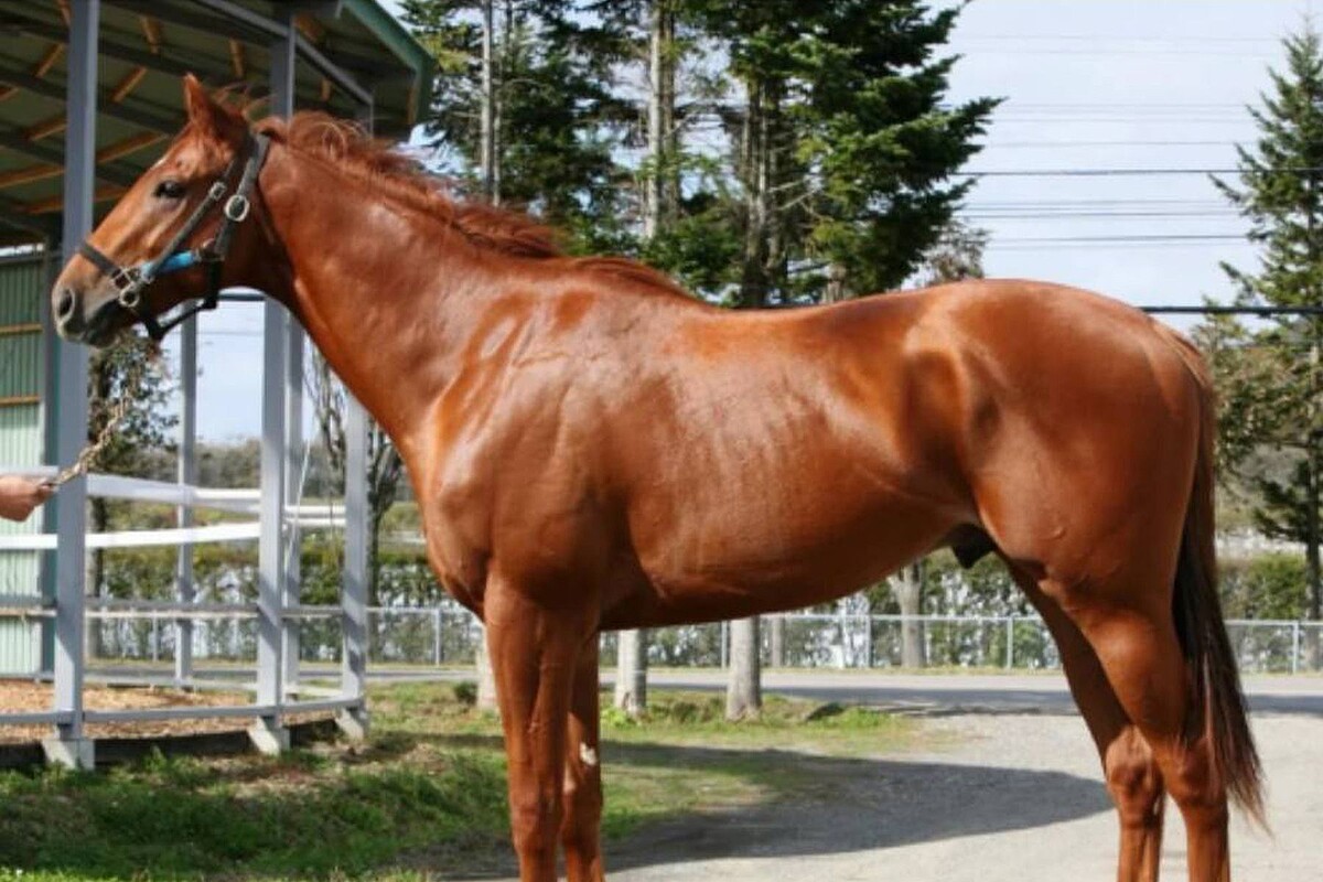 日曜劇場「ロイヤルファミリー役を演じた競走馬」育成牧場に聞いた、抜擢理由とレースデビュー - ライブドアニュース