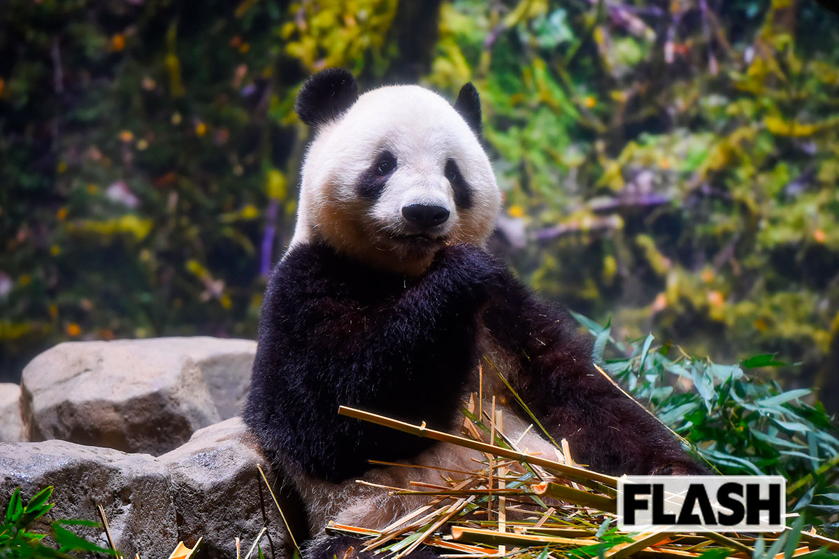  ジャイアントパンダ（上野動物園） 