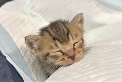 保護して2日目 子猫の寝落ちが可愛すぎてキュン 守りたいこの寝顔 幸せそう ネット悶絶 ライブドアニュース