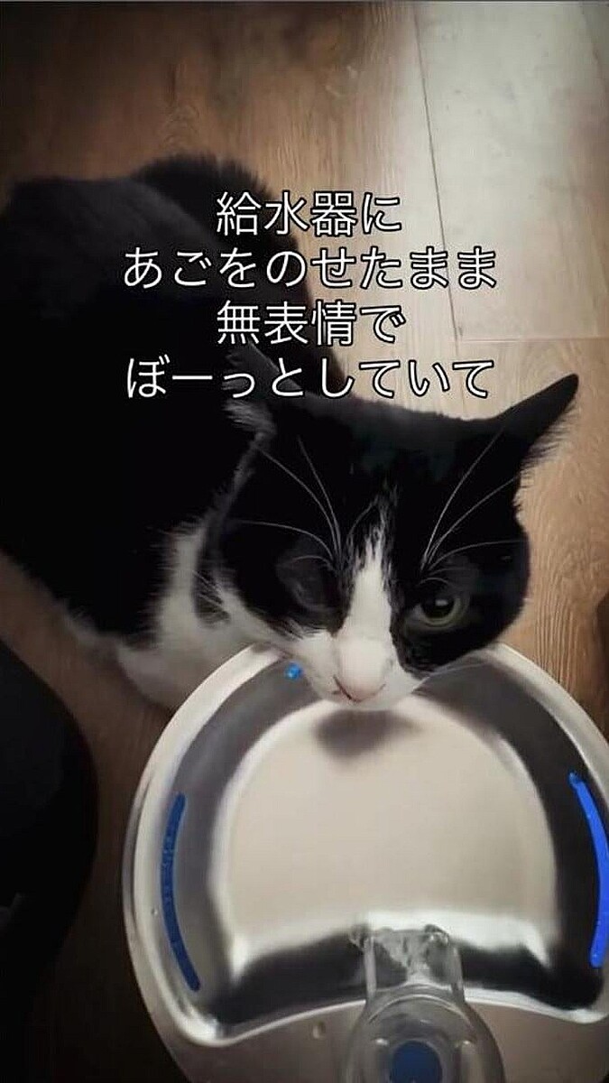 「おじさん猫と姫猫の暮らし」さんの公式インスタグラムアカウントより