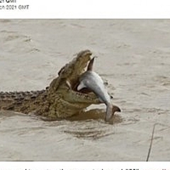 獰猛なナイルワニがサメを頭から丸呑み 南アフリカ ライブドアニュース 獰猛なナイルワニがサメを頭から丸呑み 南アフリカ ライブドアニュース