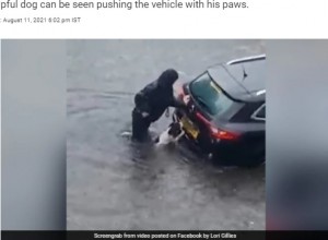浸水した車を後ろから押す犬(画像は『NDTV.com 2021年8月11日付「Watch: Dog Helps Woman Push Car Out Of Flooded Road In Heartwarming Video」(Image: Supplied)』のスクリーンショット)