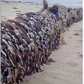 ˥塼ɤդǤ夬äήڡɽ̤ˤϤӤäȳΤ褦ʪĥդƤꡢܷԤϡ֥ꥢΤ褦פȵ̣äƤʲϡ9News2023ǯ59ա֡Alien log covered in strange creatures washes up on New Zealand beachסKYLIE MORMANˡ٤Υ꡼󥷥åȡ