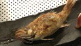 近大 高級魚の完全養殖に成功