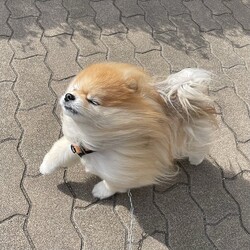 �����ϵ̻�ͼ�ʡ�tachibana_shiu�ˤ������Ƥ��