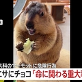 小動物にチョコ…客が与えたか