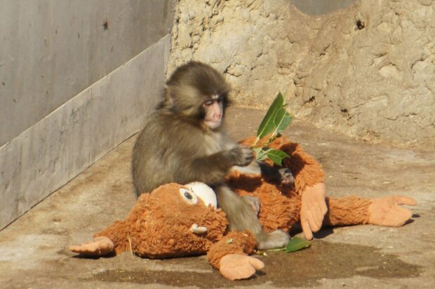 母親代わりの「オランママ」と過ごすパンチくん.