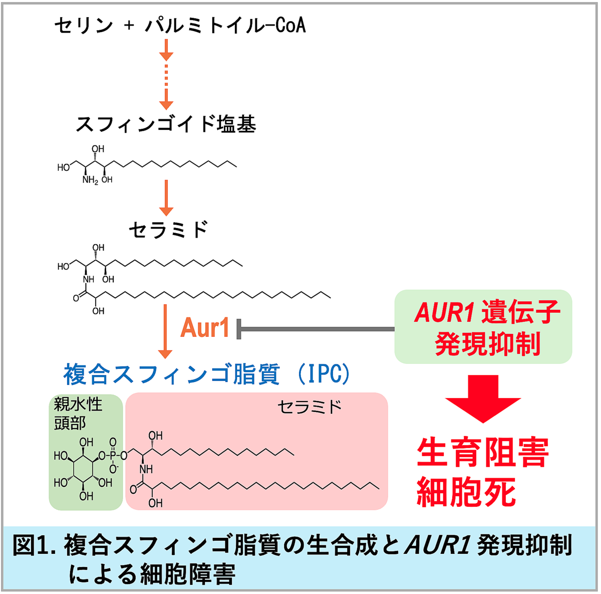図1