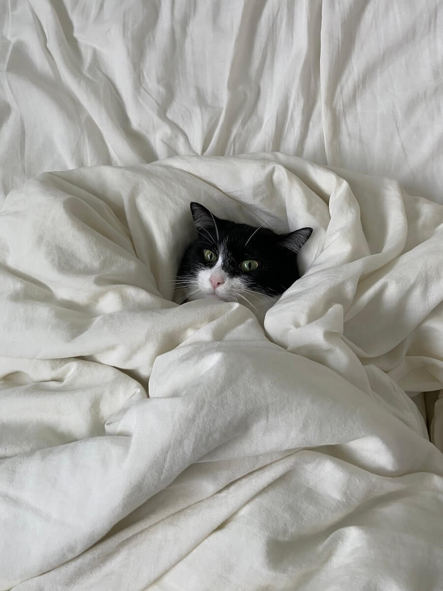 顔だけ残して布団に包まれてしまった猫ちゃん