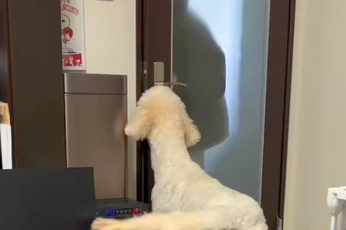 大好きなお姉ちゃんが1年ぶりに帰ってきたら、大型犬が…予想を超える『熱烈大歓迎』が19万再生「身長も変わらないww」「愛だね」と反響