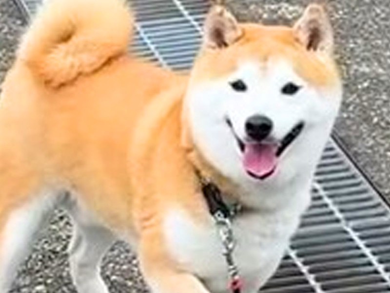 「拒否柴」を多発する柴犬 飼い主は泣きそうに「泣きそう」と嘆き