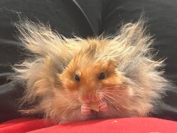��Ϥ�������ȯ�إ��Υϥॹ������������������
