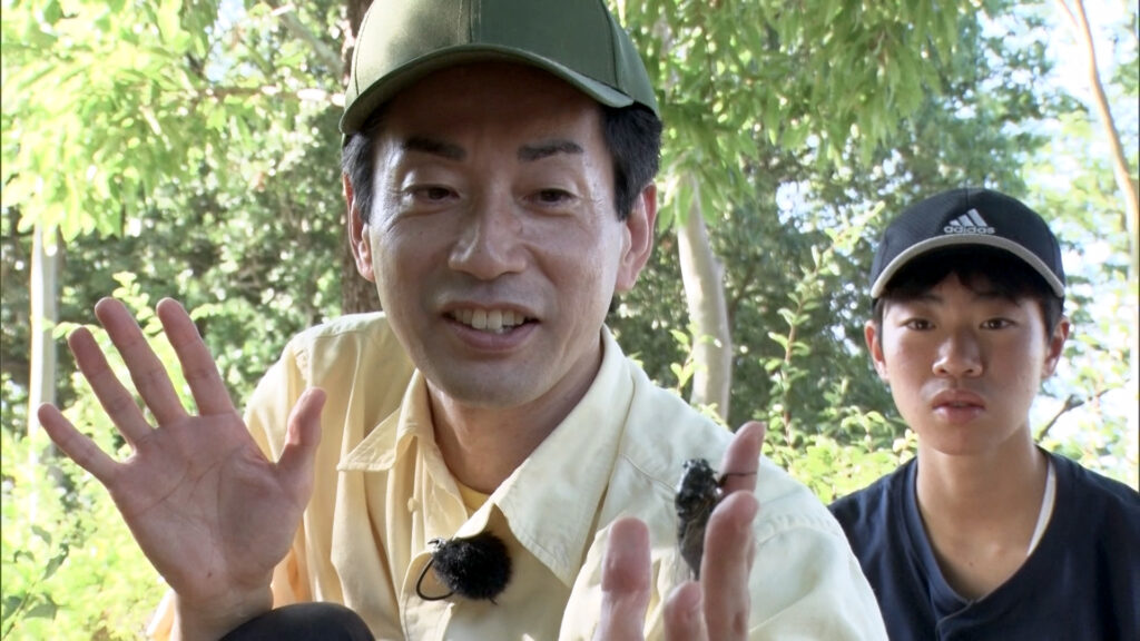 「セミは人を刺す」は本当か ABCテレビや探偵!ナイトスクープなど