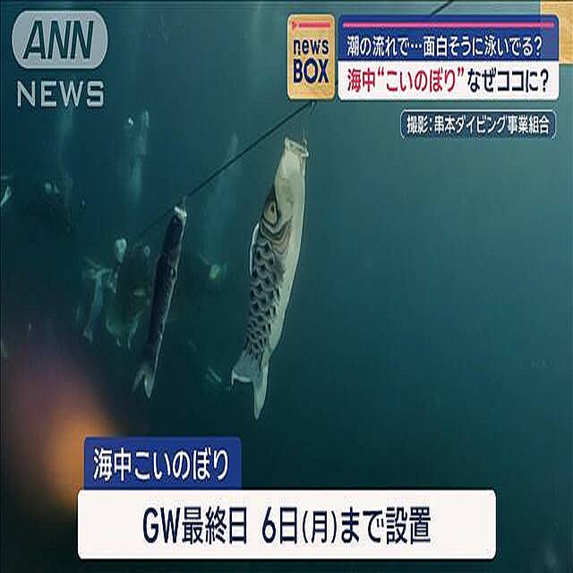 海中“こいのぼり”なぜココに？潮の流れで…面白そうに泳いでる？ (2024