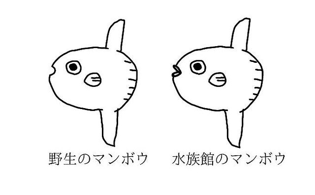 野生のマンボウはたらこ唇ではない 衝撃的な事実が大きな話題に ライブドアニュース