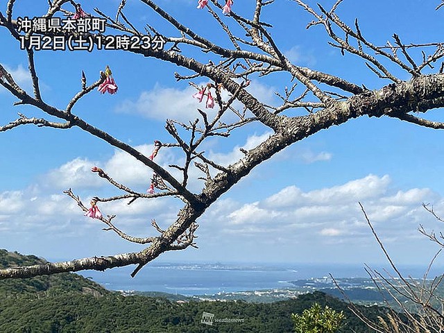 沖縄 那覇でヒカンザクラが咲く 今シーズン最初の桜開花観測 ライブドアニュース