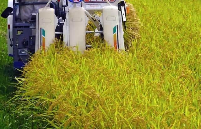 2025年産新米が出回り始めた（画像はイメージ）