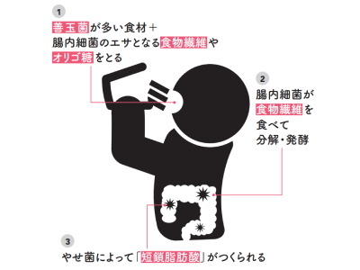 腸内環境を整える「やせ菌」とは！？ダイエットの強い味方「短鎖脂肪酸」を食事で取り入れよう！【1週間で勝手に-10歳若返る体になるすごい方法】