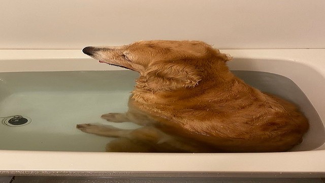 また やられた 一番風呂入る犬に爆笑 おじいちゃんみたい 21年7月26日掲載 ライブドアニュース