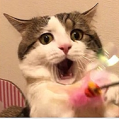 おもちゃをスーパーキャッチ 自分で驚く猫の表情が話題 ライブドアニュース おもちゃをスーパーキャッチ 自分で驚く猫の表情が話題 ライブドアニュース