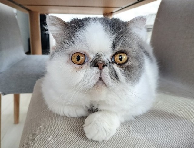 当日の朝は、いつも通り元気な姿だった