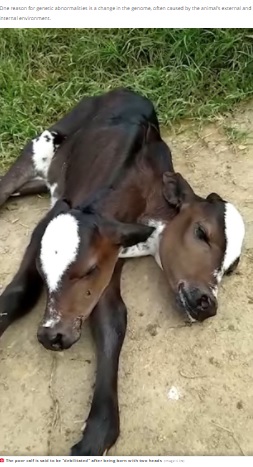 2つの頭を持つ子牛(画像は『The Daily Star 2021年12月19日付「Shock as ‘mutant’ two-headed calf born in Brazil - and nobody knows how it happened」(Image: CEN)』のスクリーンショット)