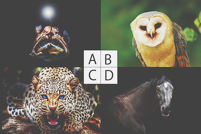 あなたの強みがわかる 心理テスト 変身するならどの生き物になりたい Peachy ライブドアニュース