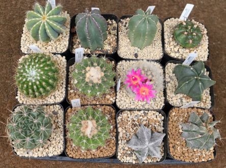 知るほどハマるサボテンの世界 京都の個性派サボテンを新生活のおともに ライブドアニュース