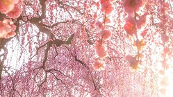 �������äơ����Ť˼ºߤ���餷�������뼯�ο�����פθ�����ʤ�1.8���͸������