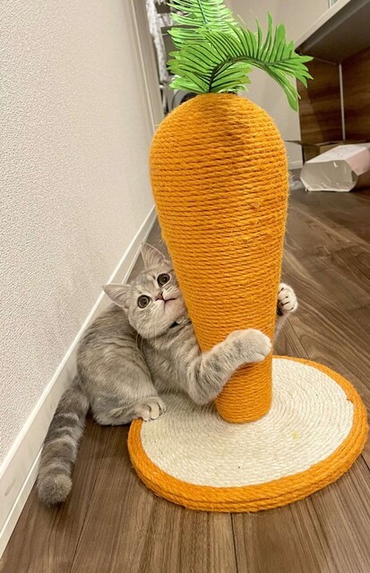 叱られニャンコが助けを求めた相手は まさかの 愛らしすぎる行動にトキメキが止まらない ライブドアニュース