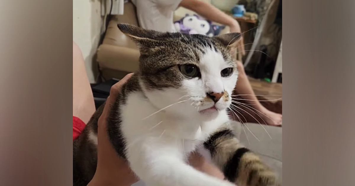 大好きな人のお腹の上に乗っているのに不機嫌 乙女心を体現した猫