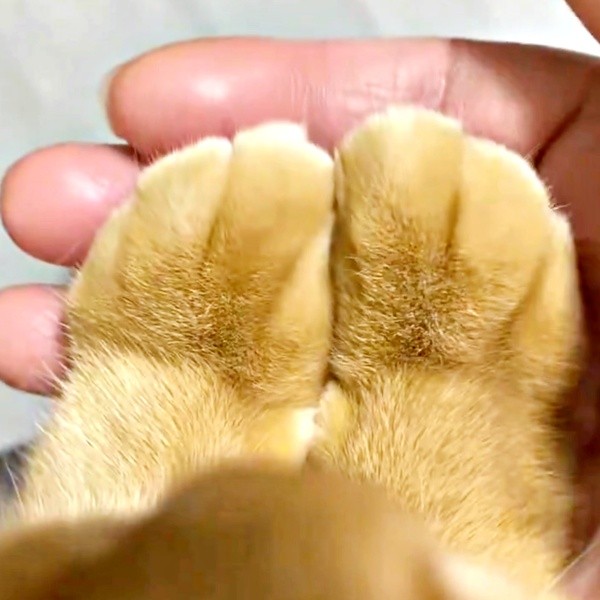 クリームパンですか？ つぶちゃんのふわふわお手がたまらない！（画像提供：つぶさん）