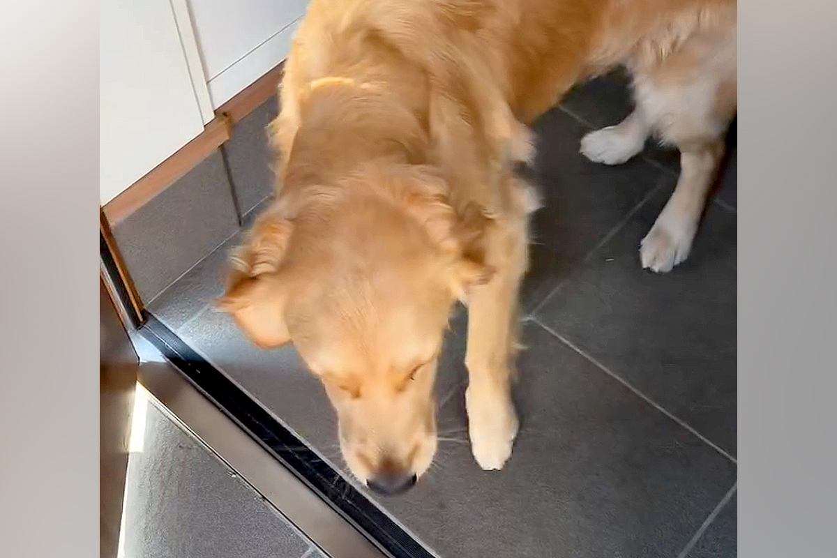 久しぶりのお留守番を見事にこなす犬 満面の笑みで出迎えする姿に絶賛の声