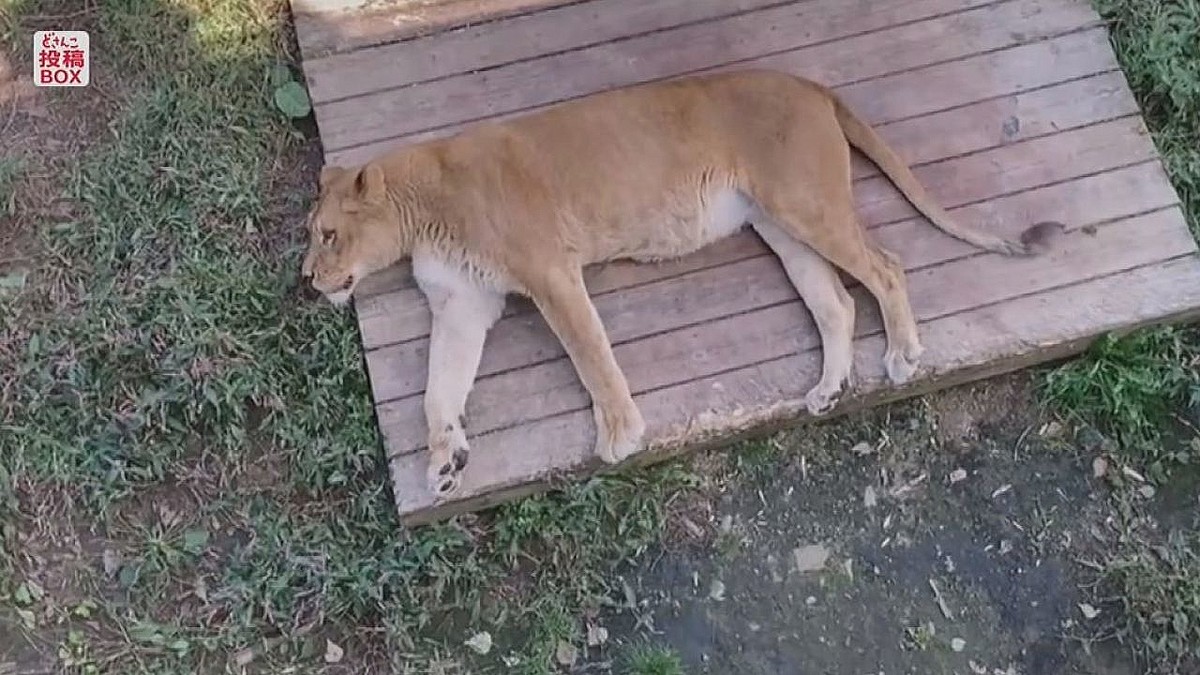 9月末に閉園した「ノースサファリサッポロ」ライオンが双子を出産